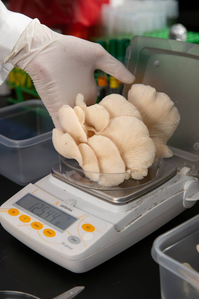 Mushrooms at KSU's Bioinnovatoin Lab