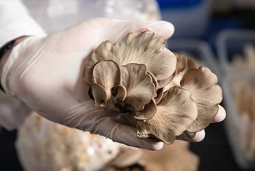Mushroom research