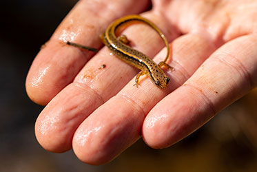 Salamander research